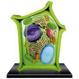 Plant Cell model