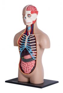 4D Human Deluxe Torso Anatomy Model
