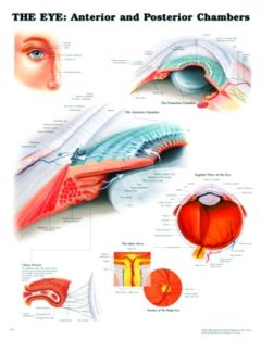 Chart,  The Eye Anterior & Posterior, (Bachin) 50 x 66cm