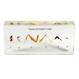 Types of Insect Legs - 6 Specimens