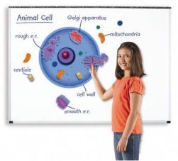 Giant Magnetic Animal Cell