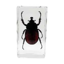 Hercules Beetle Specimen