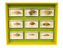 Tropical fish specimens set of 9