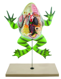 Models, Frog dissection, bull frog