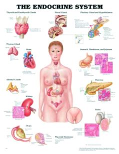 Chart,  Endocrine System, (Bachin) 50 x 66cm