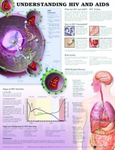 Chart,  Understanding HIV & Aids, (Bachin), 50 x 66cm.
