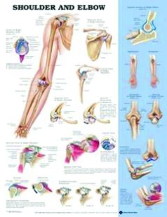 Chart,  Shoulder & Elbow, (Bachin) 50 x 66cm