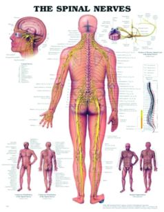 Chart,  Spinal Nerves, (Bachin) 50 x 66cm