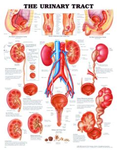 Chart,  Urinary Tract, (Bachin) 50 x 66cm