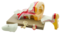 Models, human ear, 4x, 5 parts