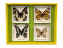 Butterfly Specimens set of 4