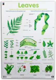 Chart, Leaves