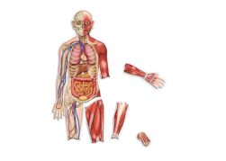 Magnetic human body