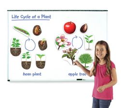 Giant Magnetic Plant Life Cycle