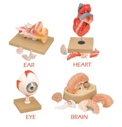 Models, Human Organs, set of 4