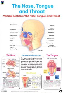 Chart, Nose, tongue and throat