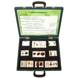 Plant Kingdom - 9 Specimen Blocks