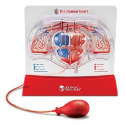 Pumping Heart & Lung model