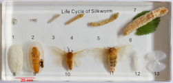 Silkworm Specimens - Silkworm Life Cycle