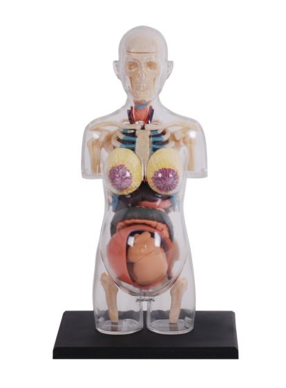 4D Human Transparent Pregnancy Torso Anatomy Model - Haines