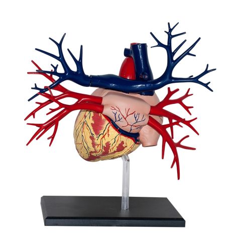 4D Human Deluxe Heart Anatomy Model - Haines Educational