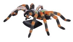 4D Vision Tarantula Spider Anatomy Model