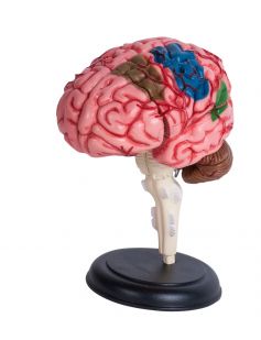 4D Human Brain Anatomy Model