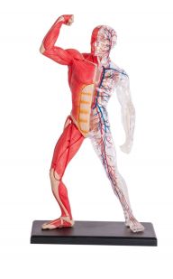 4D Human Muscle & Skeleton Anatomy Model