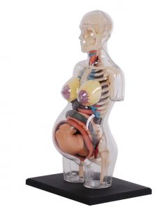 4D Human Transparent Pregnancy Torso Anatomy Model