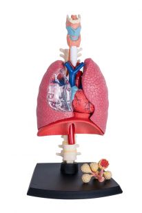 4D Human Respiratory System Model