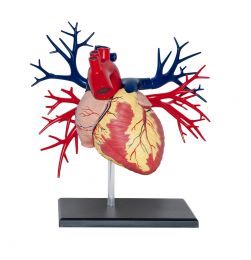 4D Human Deluxe Heart Anatomy Model