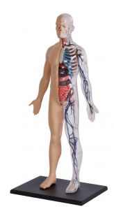 4D Human Body Model, Half Cleared