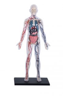 4D Human 32cm Transparent Human Body Anatomy Model