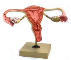 Human, Female Reproductive, Ovary Model