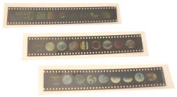 Microslides, The Flower of a Flowering Plant