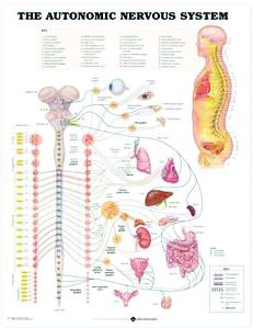 Chart,  Autonomic Nervous System, (Bachin) 50 x 66cm