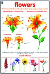 Set of 4 Plant charts