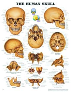 Chart,  The Human Skull, (Bachin) 50 x 66cm