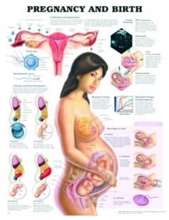 Chart,  Pregnancy & Birth, (Bachin) 50 x 66cm