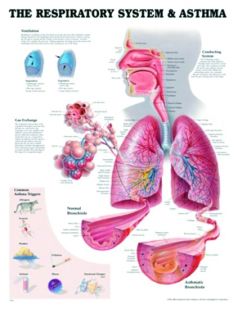 Chart,  Respiratory System, (Bachin) 50 x 66cm