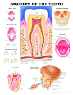Chart,  The Teeth, (Bachin) 50 x 66cm.