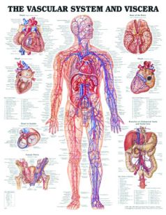 Chart,  Vascular System, (Bachin) 50 x 66cm