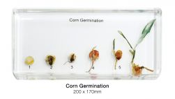 Corn Germination
