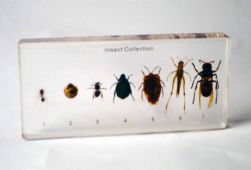 Insect Collection, 7 Specimens