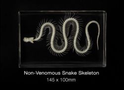 Skeleton, Snake (no keycard)