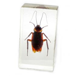 Cockroach Specimen