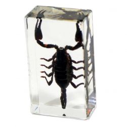 Black Scorpion Specimen
