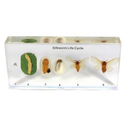 Silkworm Specimens - Silkworm Life Cycle