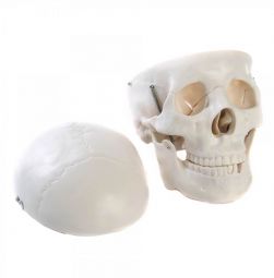 Skull mode, plastic, life size