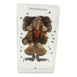 Toad Dissection Specimen